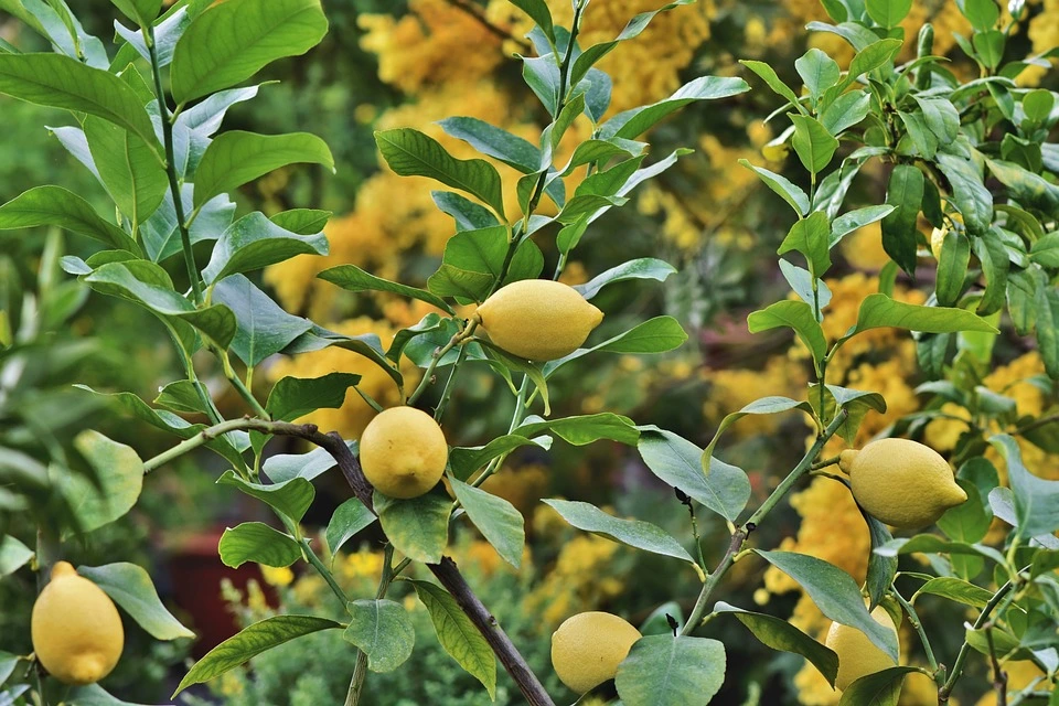 Lemon Drought Tolerant Trees
