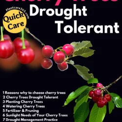 Quick Care Tips on Growing Drought Tolerant Cherry Trees