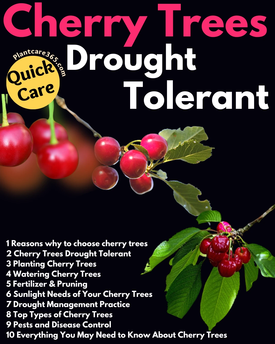 Quick Care Tips on Growing Drought Tolerant Cherry Trees