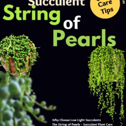 String of Pearls Low Light Succulent Dying Plant Care and Dropping Beads