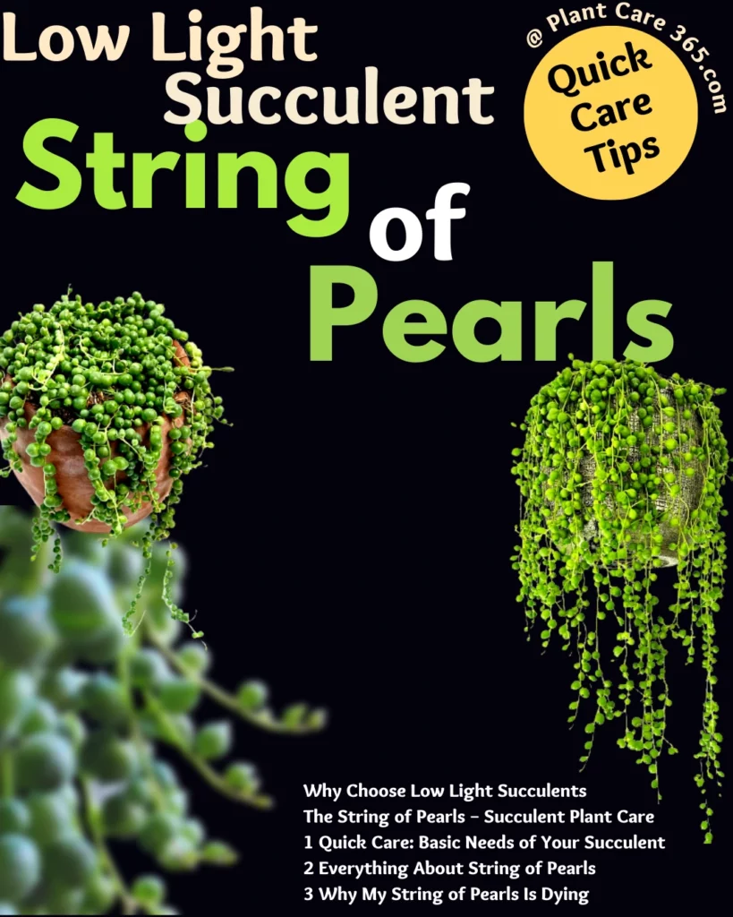 String of Pearls Low Light Succulent Dying Plant Care and Dropping Beads