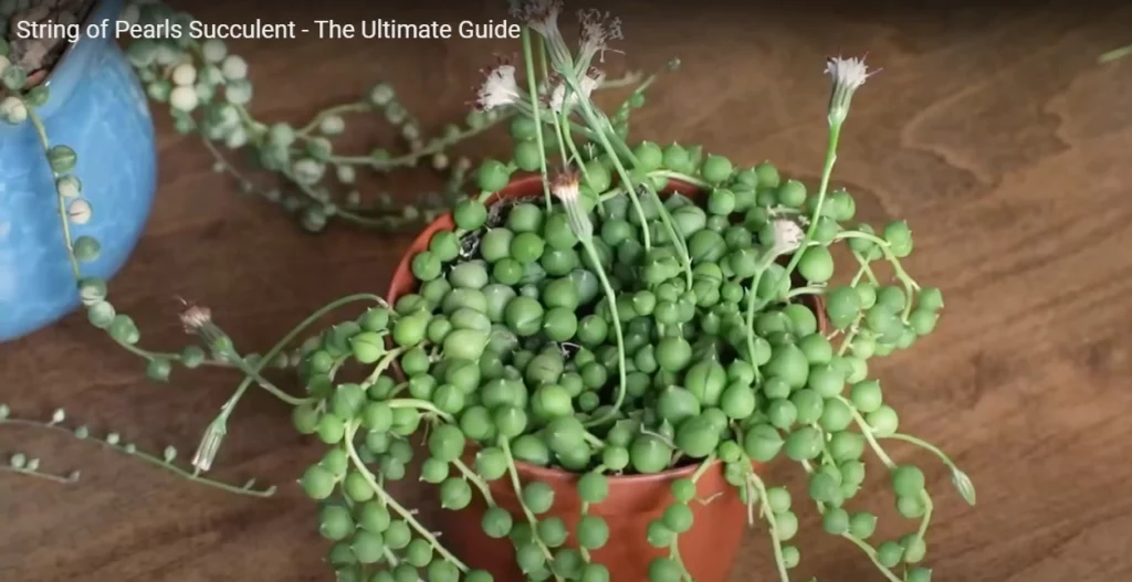 String of Pearls Ultimate Guide - Succulent Care