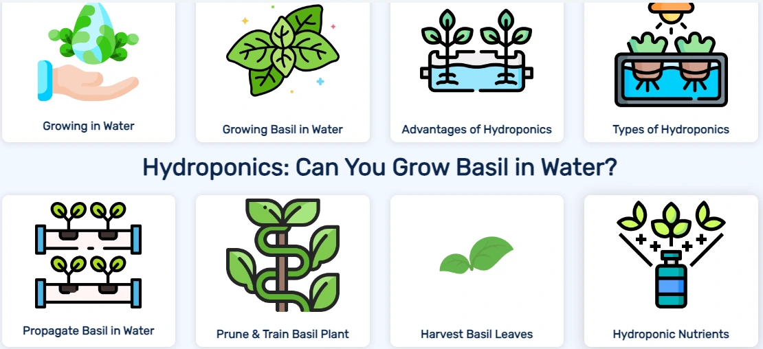 Can basil plant grow in water - Growing Basil Hydroponically