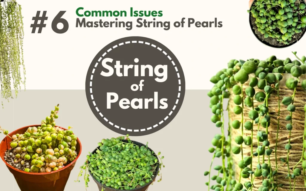 Common Issues with String of Pearls Succulent and How to Fix