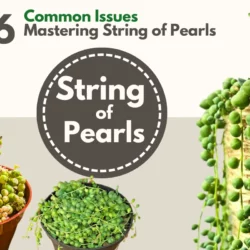 Common Issues with String of Pearls Succulent and How to Fix