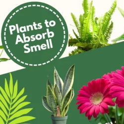 Indoor Plants To Absorb Odor and Fragrant Plant For Rooms