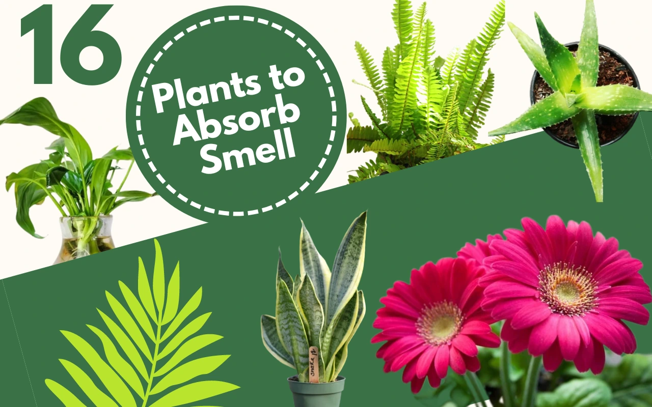 Indoor Plants To Absorb Odor and Fragrant Plant For Rooms