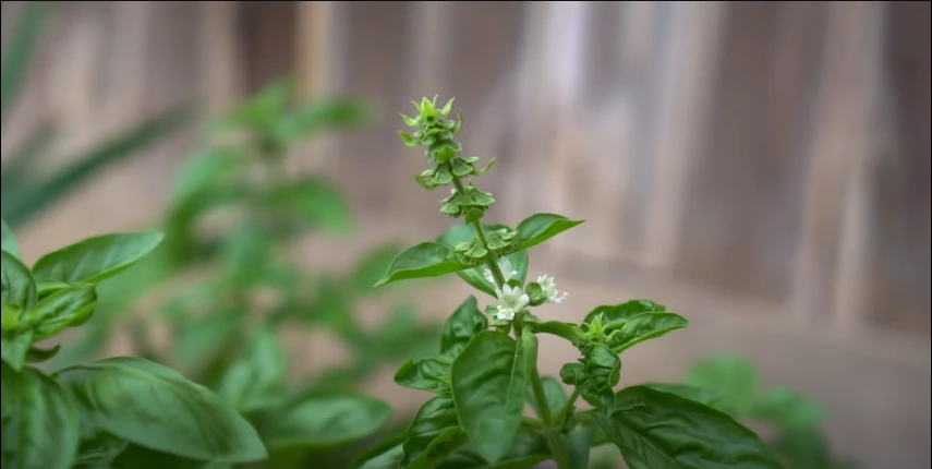 Prune Basil