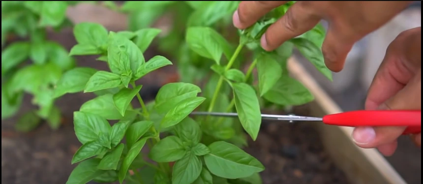 Pruning Basil